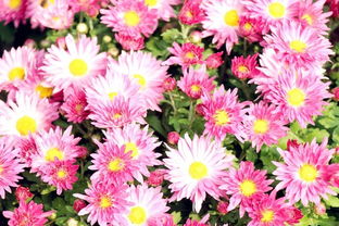 菊花象征长寿，除了扫墓