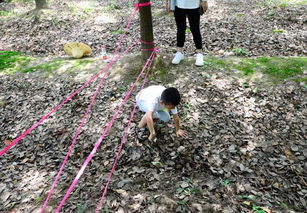 壕老板的祖坟：日本五针松的奢华