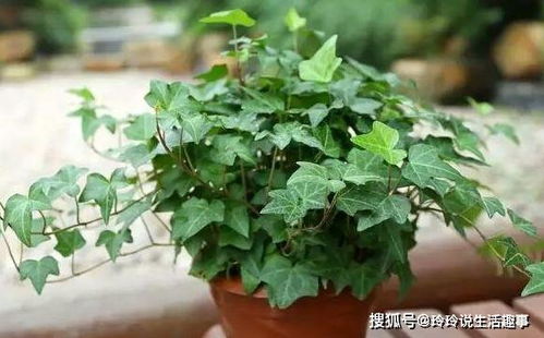 藤本组：冷艳的蓝色雪花