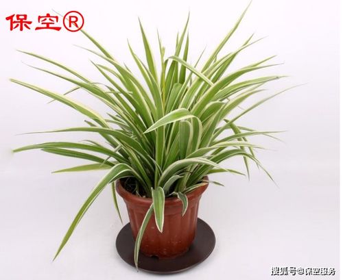 “哪些植物去甲醛效果最好？推荐三种最有效的去甲醛植物是哪些