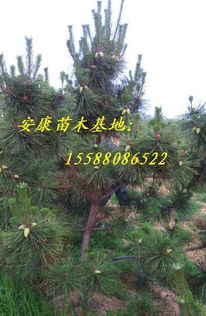 苗木的选择与移植时机