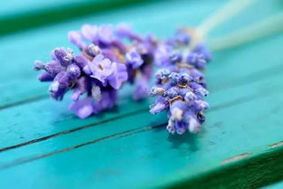 2. 薰衣草：香气四溢的驱蚊高手