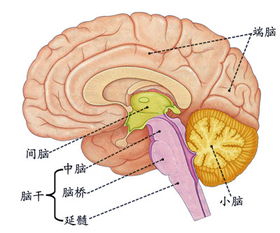 胚珠：种子的摇篮