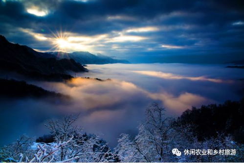 桦树生长环境独特，价值丰富