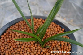 春兰红色水晶草怎么养？如何让花朵更加鲜艳