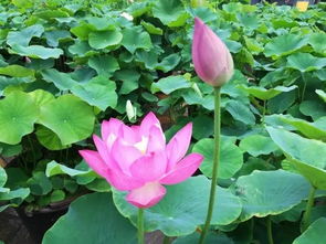 荷花籽种花盆，先泡水后播种