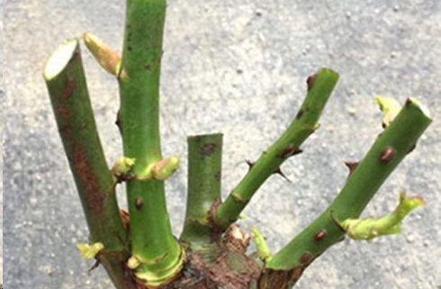 小树花修剪技巧， 让你花开得梗多梗美