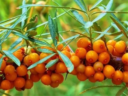 沙棘：耐寒耐旱的硬汉