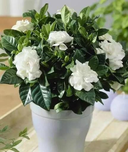 花香里的科学秘密