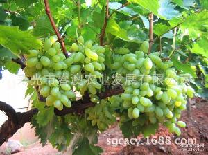 阳光玫瑰葡萄的市场与价格