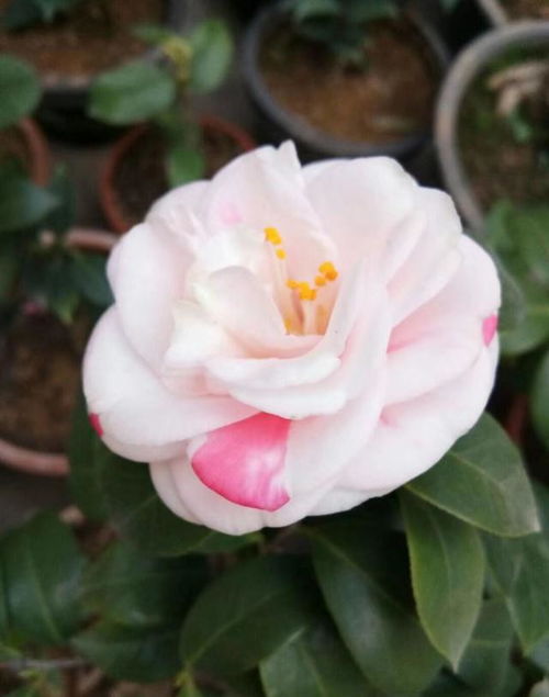 先说说你得知道山茶花的小脾气