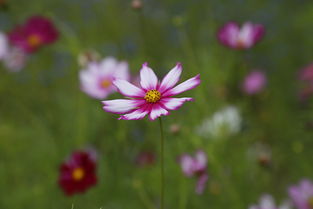 花的世界，幸福的花朵