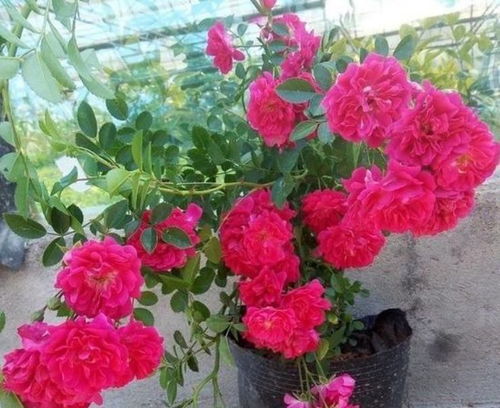 东北冬日里的花海， 耐寒爬藤花卉大盘点