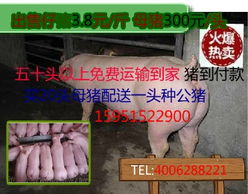 仔猪疫苗注射，严格遵循操作规程