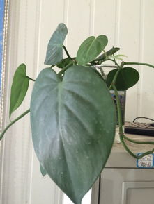 移植时机，讲究时机