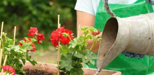 施肥前先松土，避免肥料烧伤