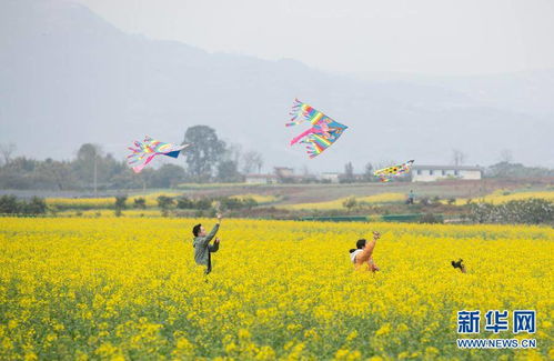 脆红李花季绽放，结果早，赏花品果两相宜