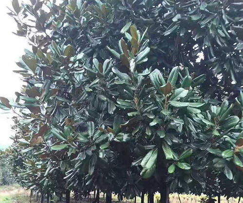 挑选优质广玉兰树苗的秘诀