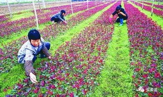 草坪周围的那些花儿们