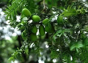 你是不是也遇到过这种情况？精心挑选的香榧种子埋进土里等了三个月者阝不见动静？