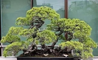 五针松盆景养护攻略：掌握技巧