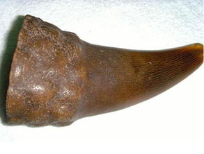 印度犀牛角的珍贵之处