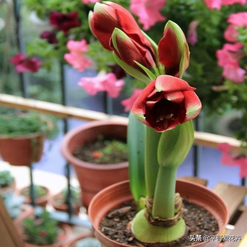 花卉火焰怎么养？图片中的独特造型是修剪技巧吗