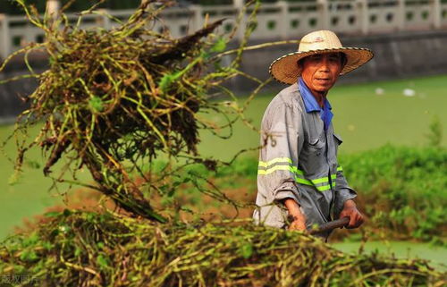 封闭除草剂的种类与使用