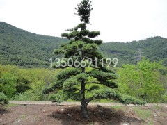 浙江苗圃老周去年误将五针松种子存放大棚， 今年播种时发现发芽率不足10%：