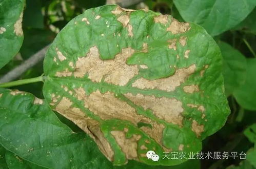 常见的特效药物有哪些呢？