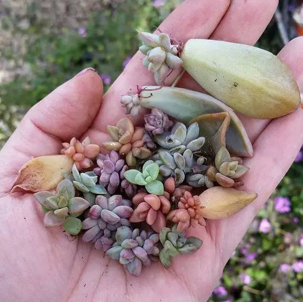 如何让多肉植物又肥又美，还嫩在拇指盆里养？