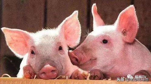 山西省生猪价格近期持续上涨，这是否意味着猪肉价格也将随之上涨呢？