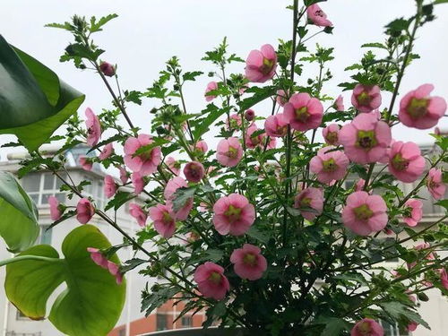 2、浇水：浇水的技巧hen重要