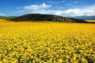 门源县的种植推荐