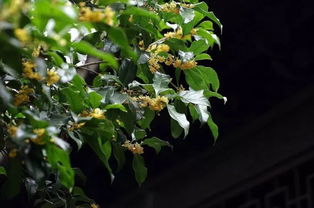 桂花象征着高洁、吉祥，是家庭种植的传统植物