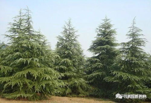 一下六七月种树，有没有什么需要注意的？