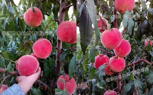 冬桃成熟时间与品种一览：揭秘其市场前景！