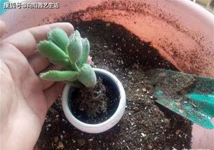 土壤干透了吗？该给花盆补水了