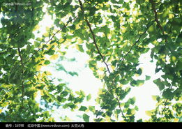 树木的绿色脉动