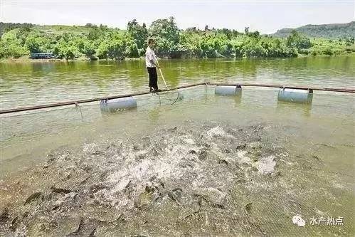 300人实测年省攻略：养鱼饲料哪个牌子最省钱？