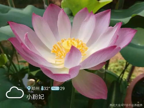 割破种球， 促开花