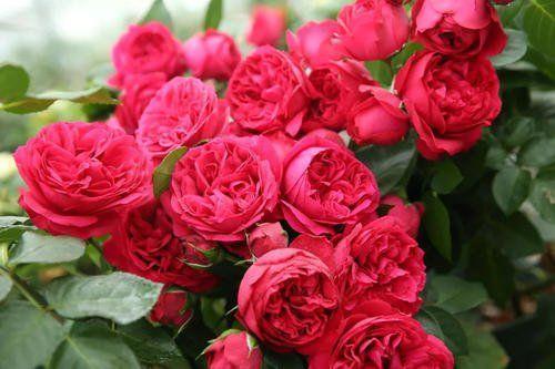 南方花友的挑战：月季花墙不易开