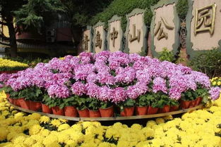 菊花展最佳赏菊时间地点全攻略，你准备好了吗