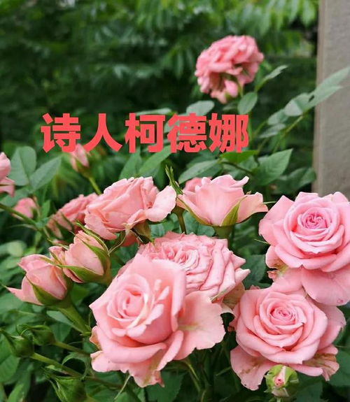 柯德娜月季的花期揭秘