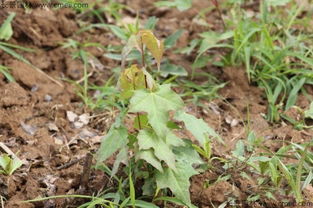 晒种子的那些事儿，你真的懂吗？