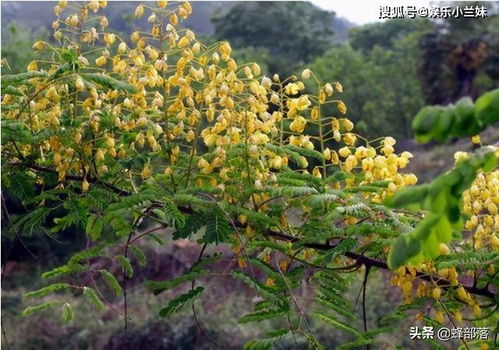 火焰南天竹：四季不落叶的庭院绿植