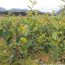 从种子到树苗， 一场成长的盛宴