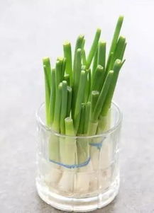 小葱叶子变黄，怎么办？