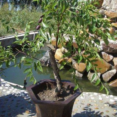 阳台种植柚子，减少种子浪费的秘诀大公开！