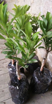 杨梅繁殖的方法